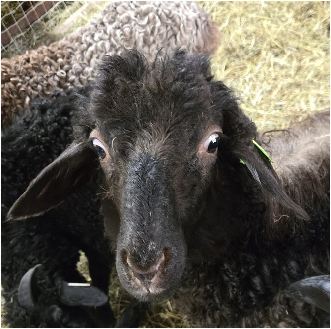 An amazed Karakul lamb in the featured breed display. Photo: Letty Klein.